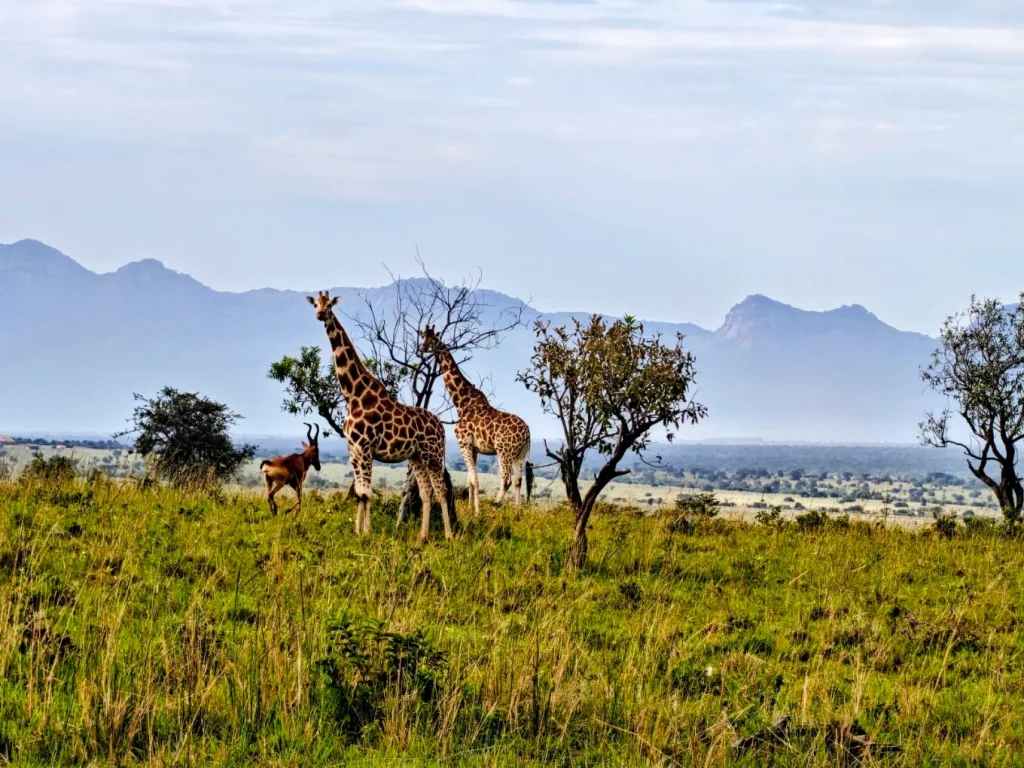Giraffes