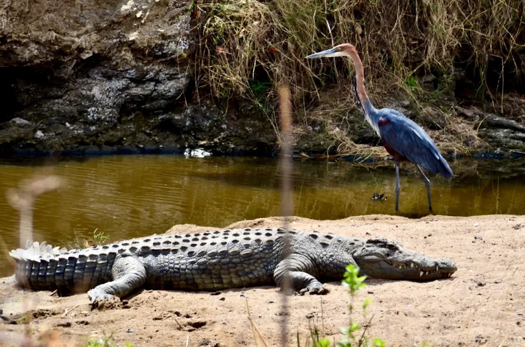 crocodile