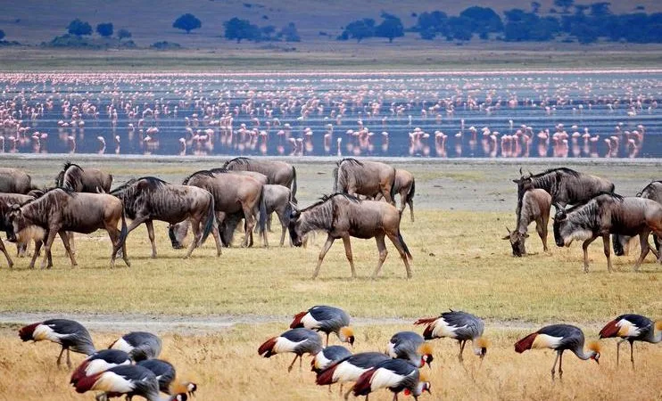 best tanzania safari