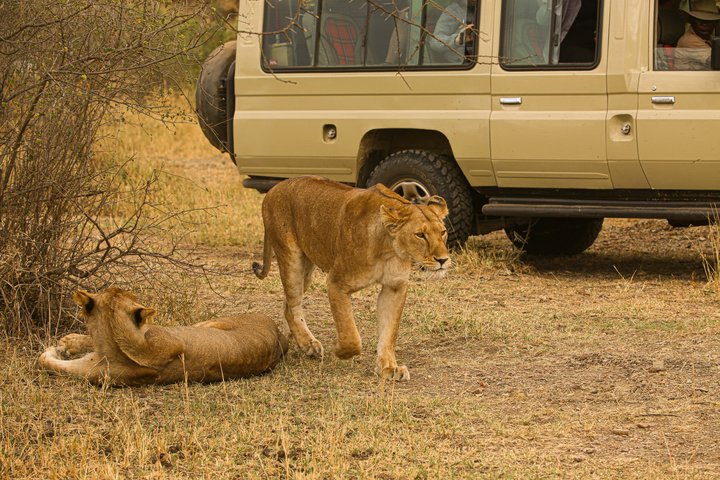 wildlife viewing