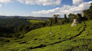 Mufindi Highlands