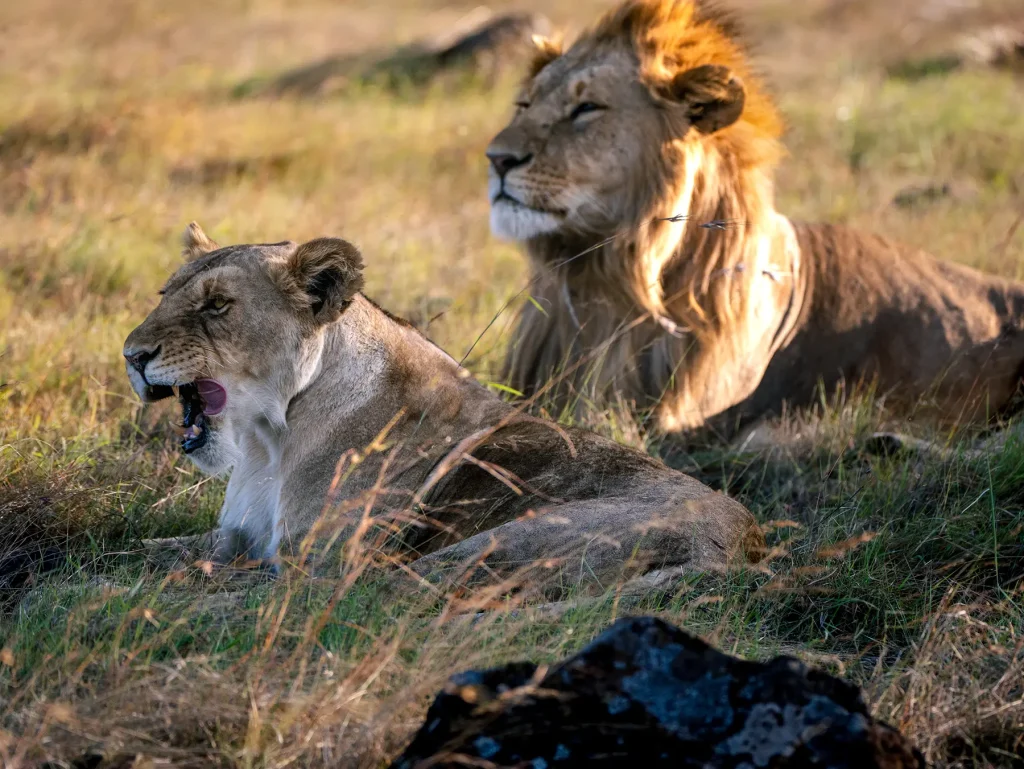 Best of wildlife safari