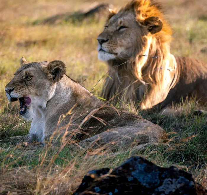 Best of wildlife safari