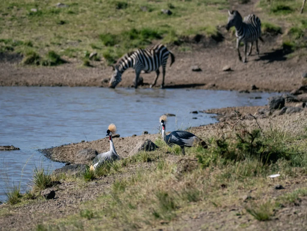 masai mara