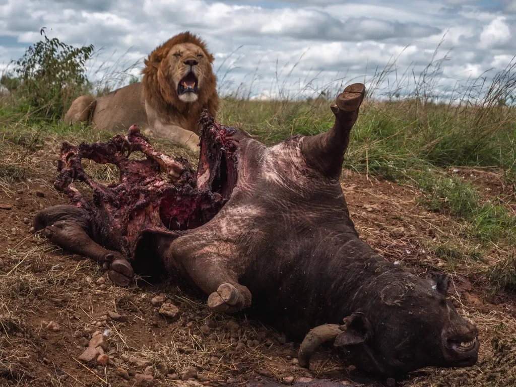 lion hunting