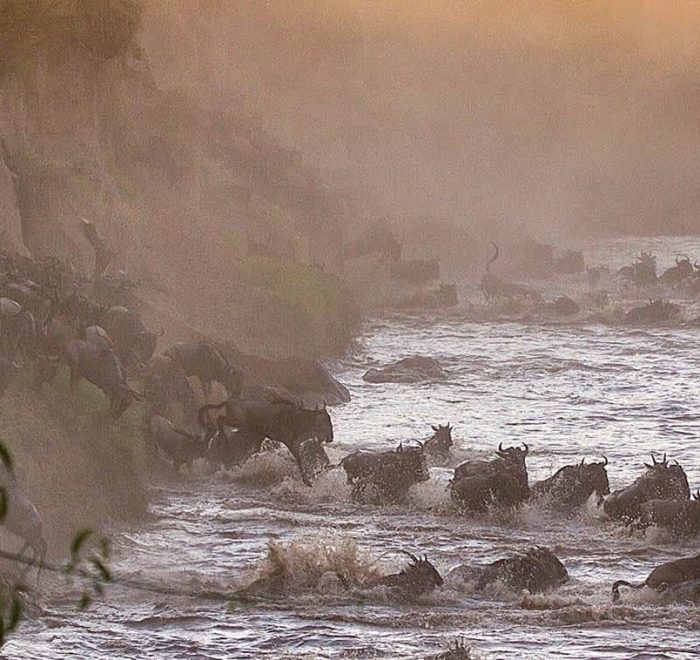 tanzania safari