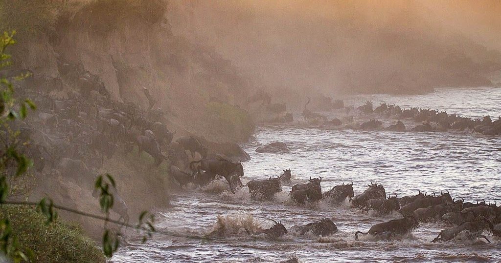 serengeti
