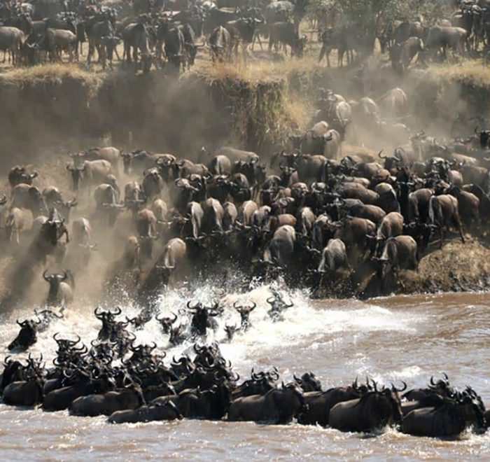 Serengeti national park