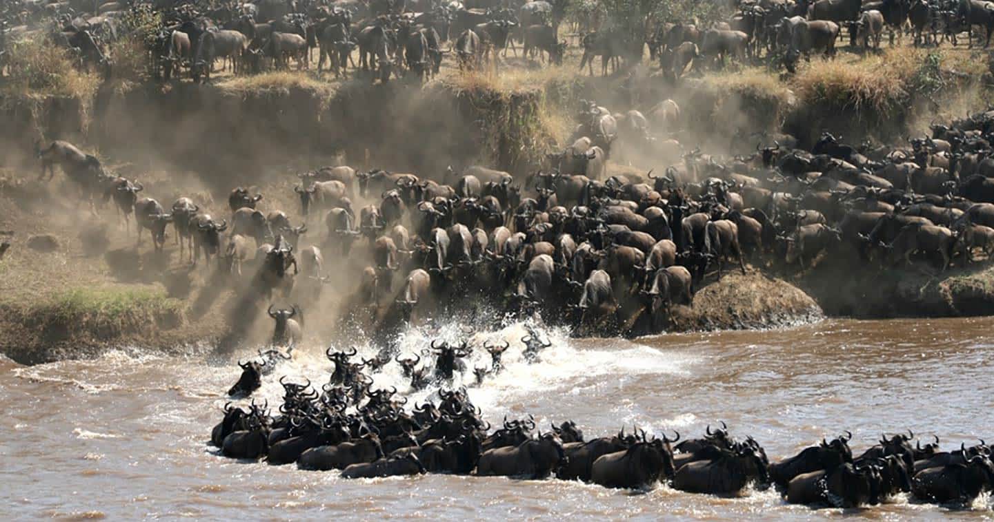 migration Serengeti national park