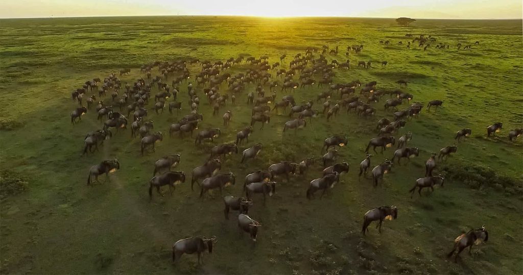 The Great Migration