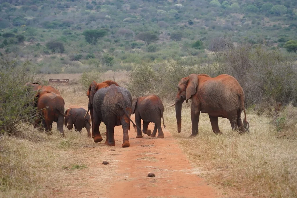 Things to do in tanzania