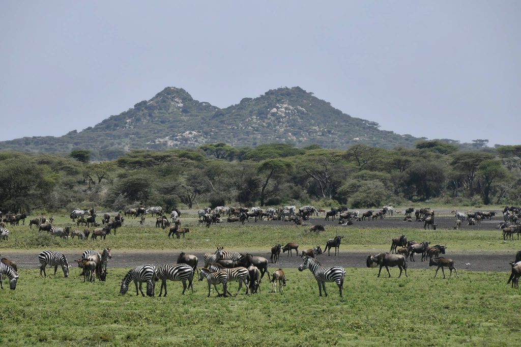 Ndutu national park