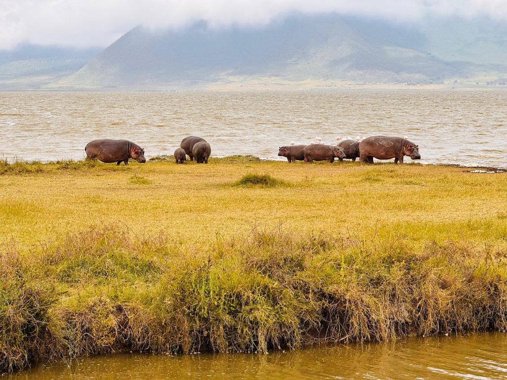 hippos