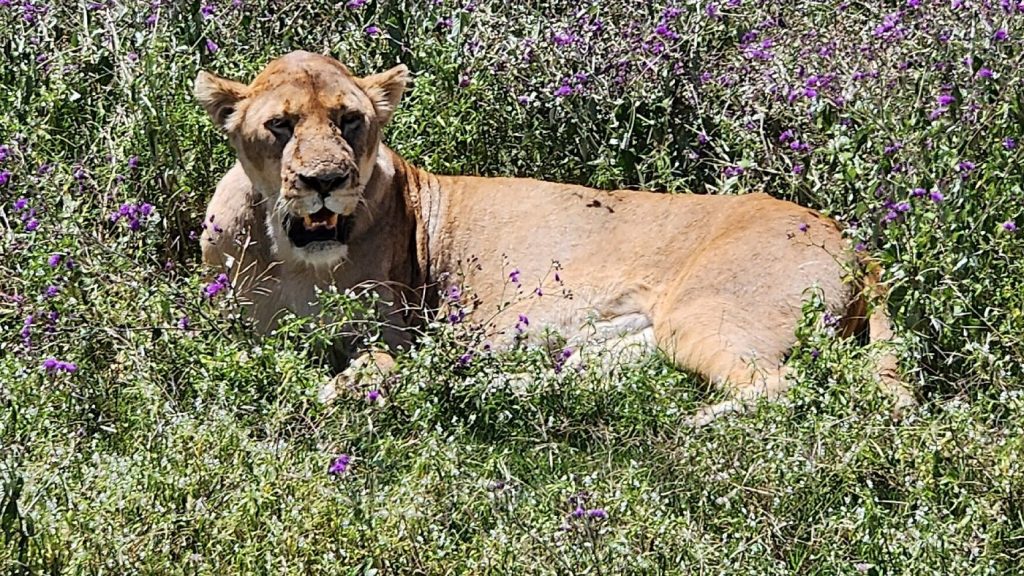 lions