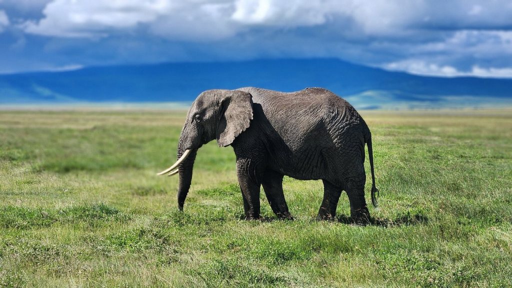 ELEPHANT