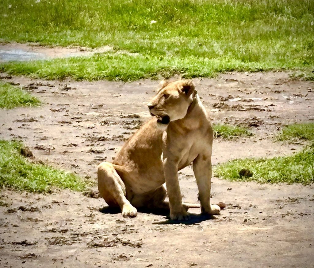wildlife view