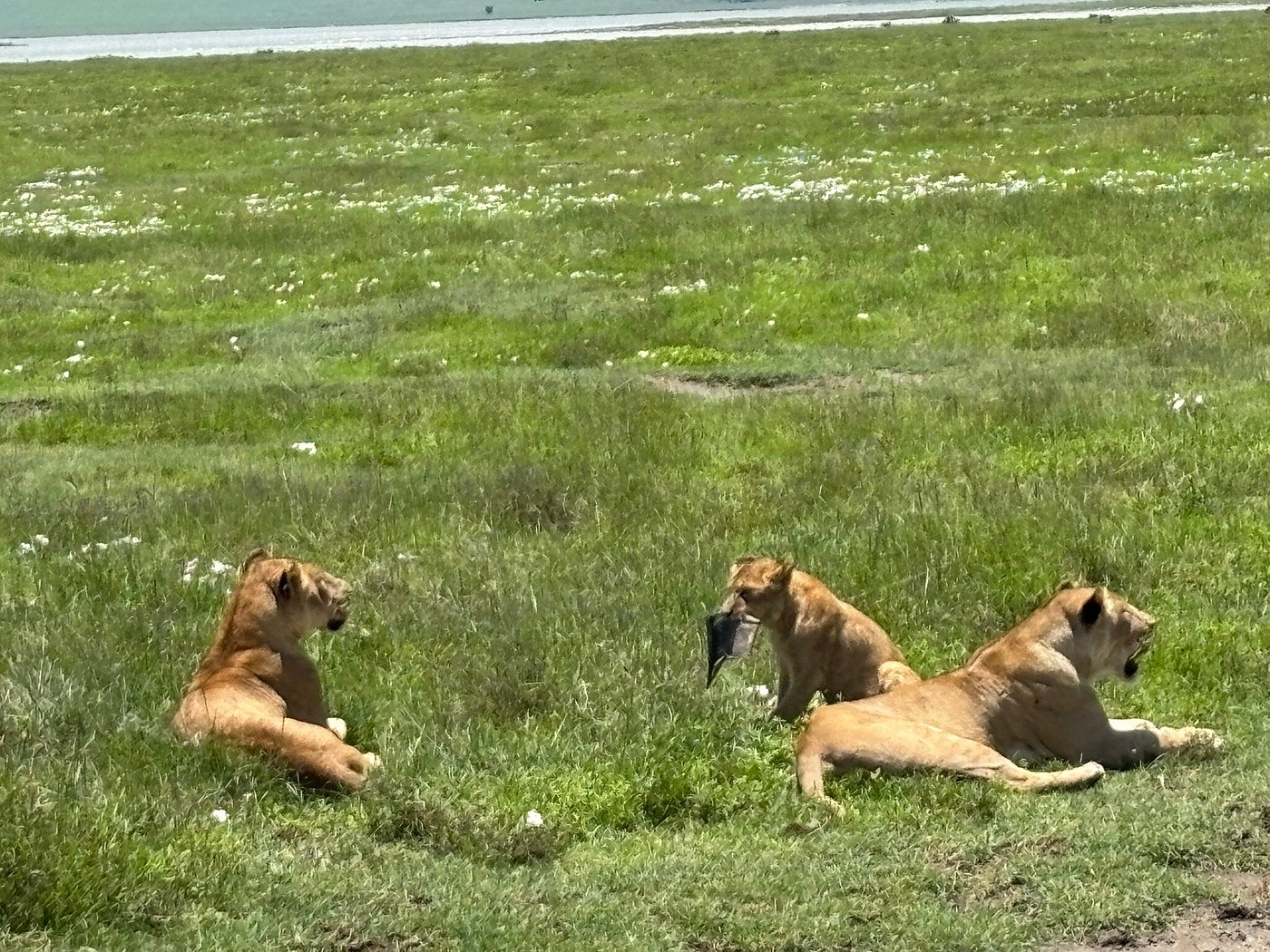 lions