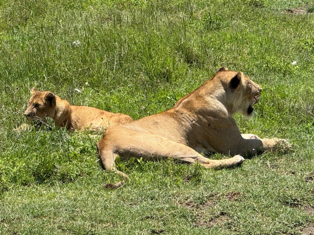 the king of the jungle