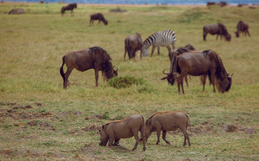 wildbeest