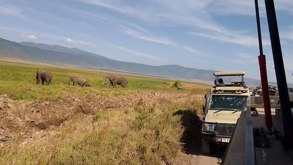 game drive viewing