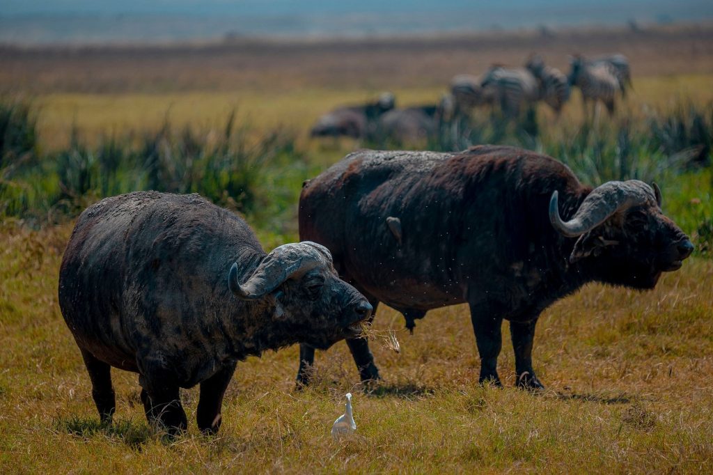 Buffalos