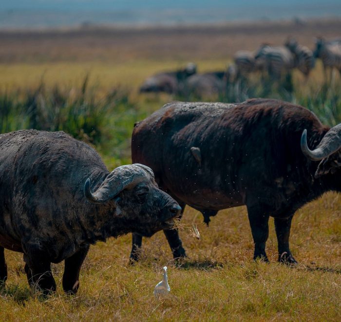 Buffalos