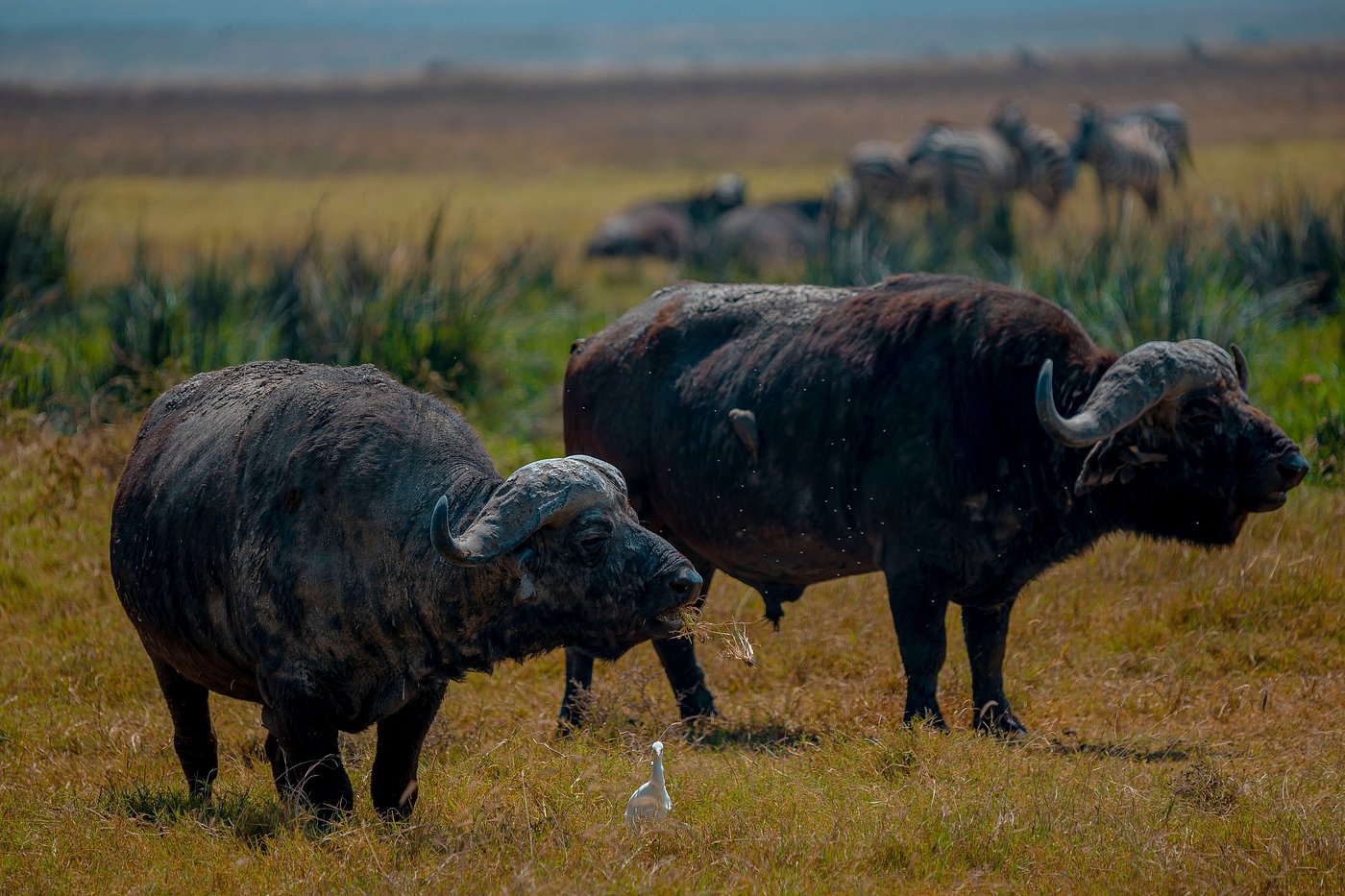 Buffalos