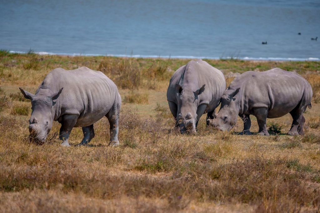 Rhinos