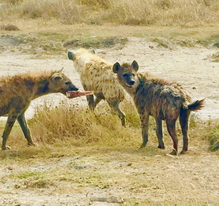 Hyenas