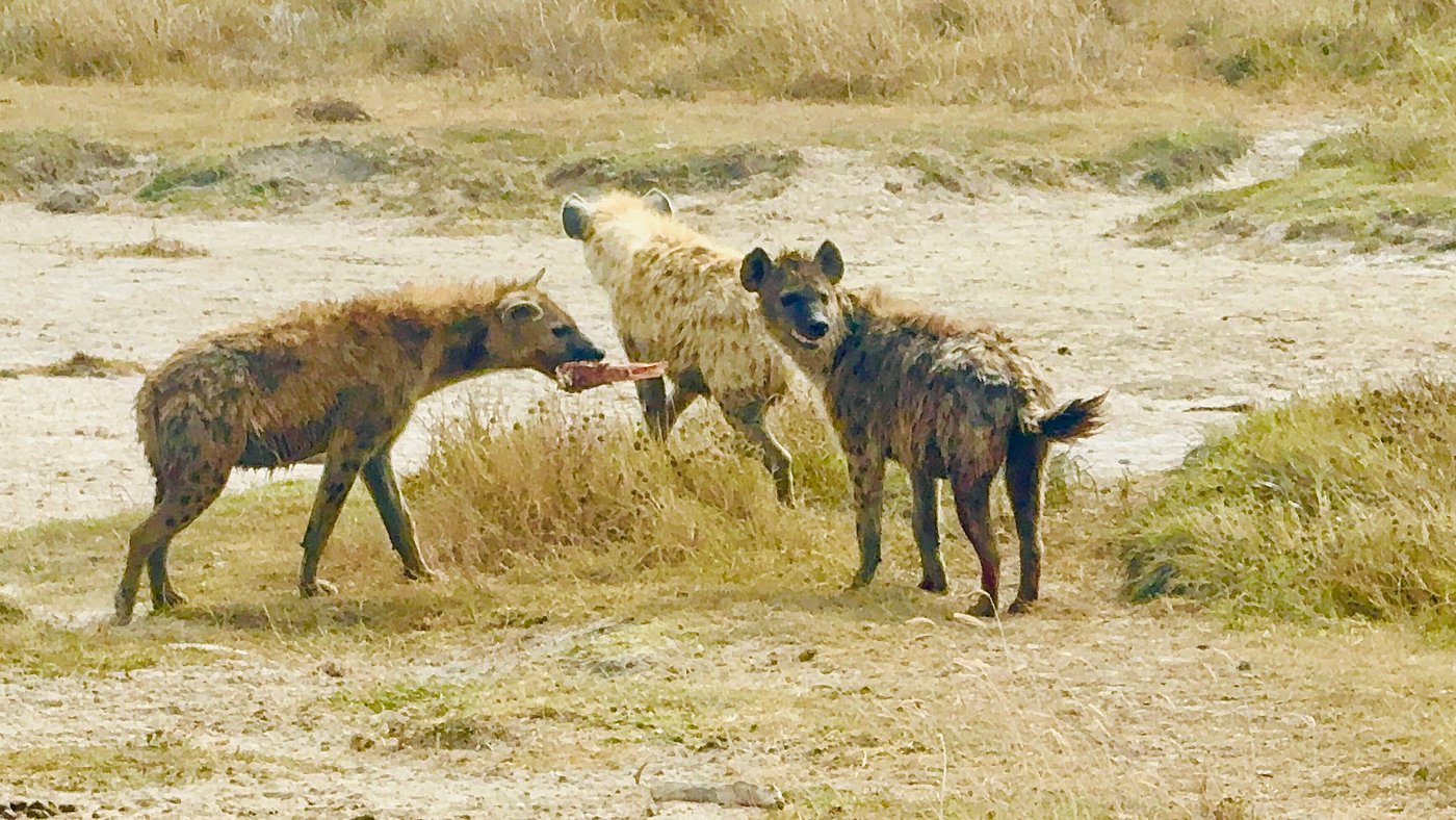 Hyenas