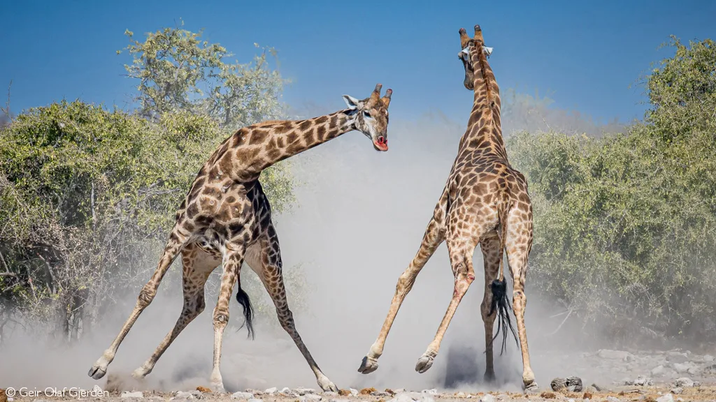 private safari tanzania adventure