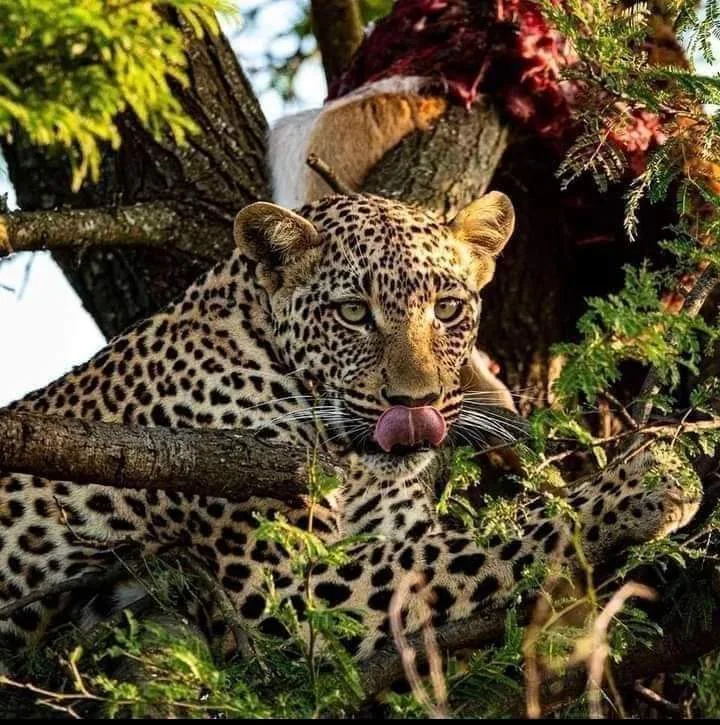tanzania safari