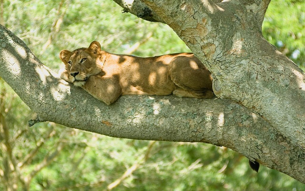 game viewing ishasha
