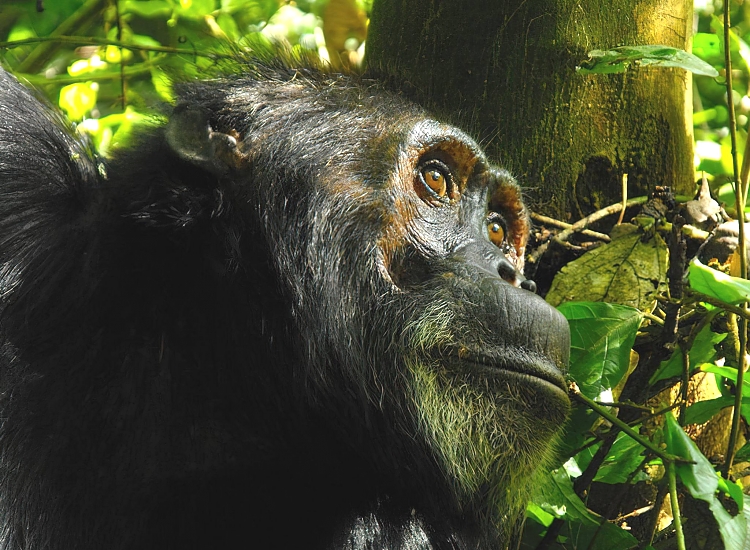 Chimpanzee tracking