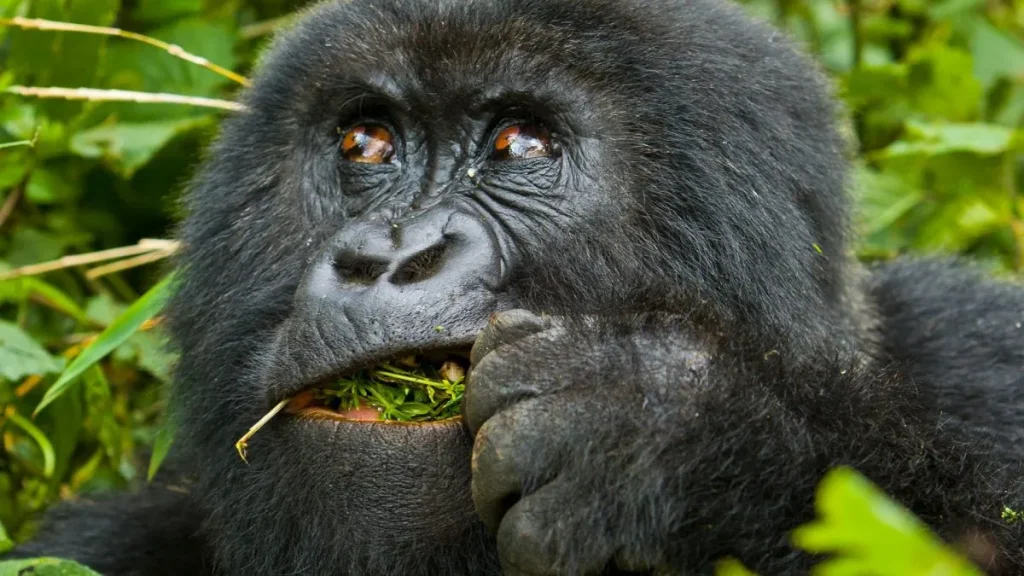 Gorilla Trekking
