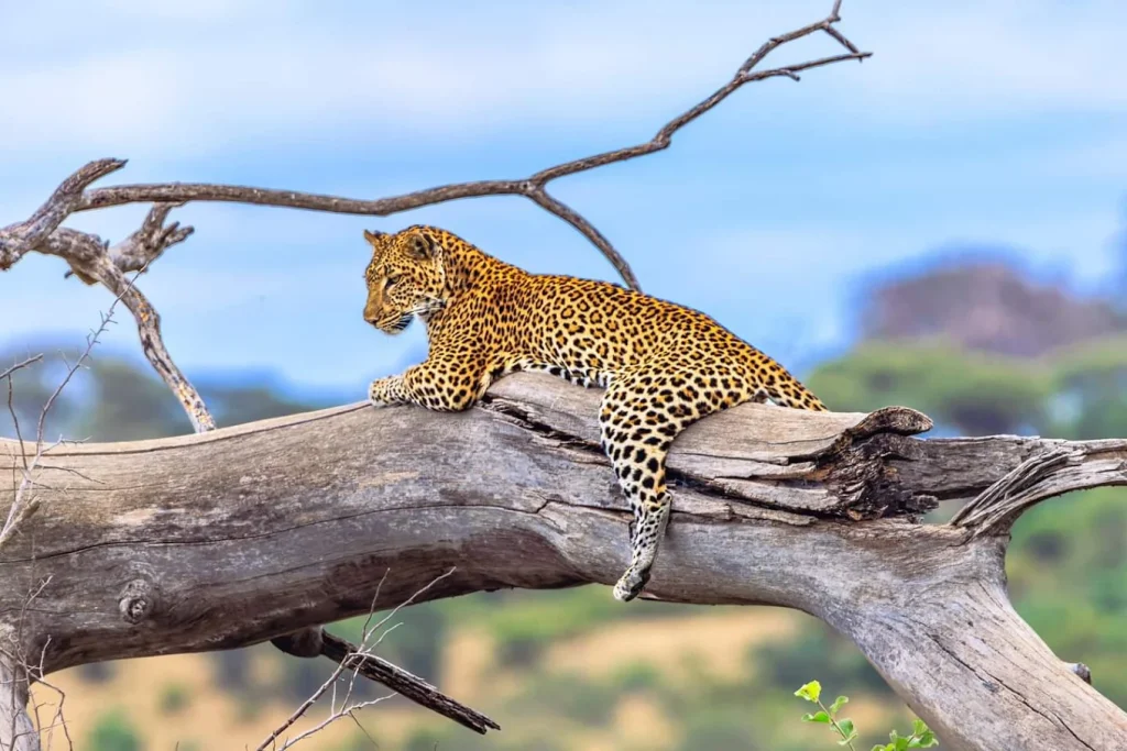 The queen of the jungle
