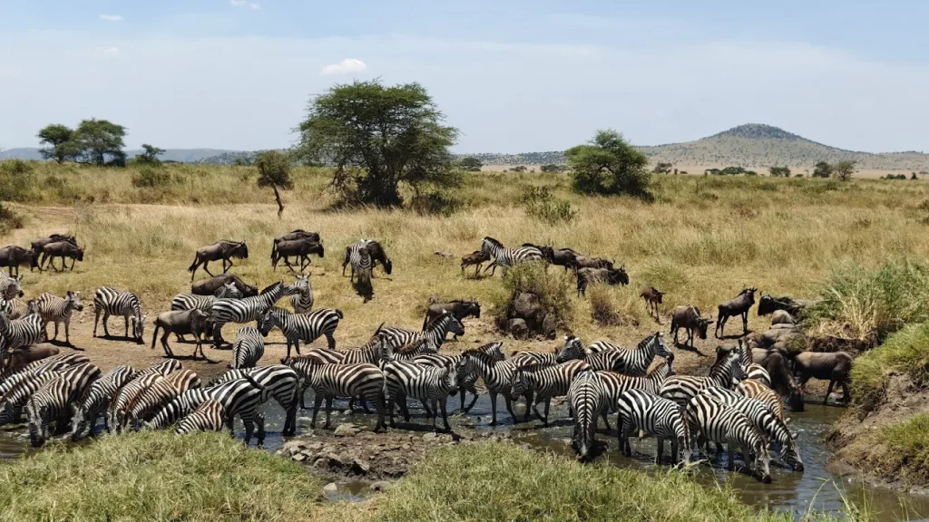 Serengeti Nationanal Park