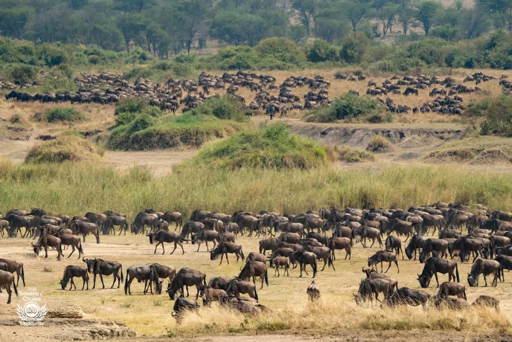 wildbeest
