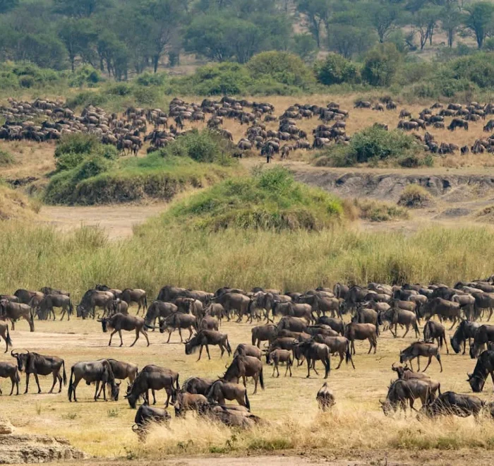 wildbeest