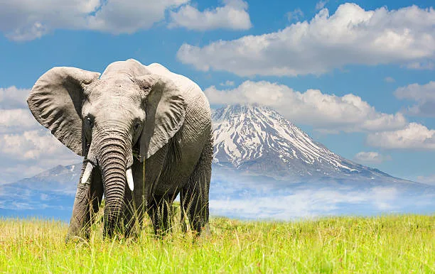 Serengeti