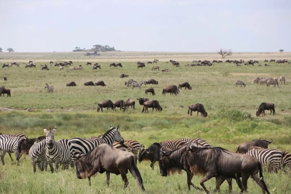 Serengeti national park