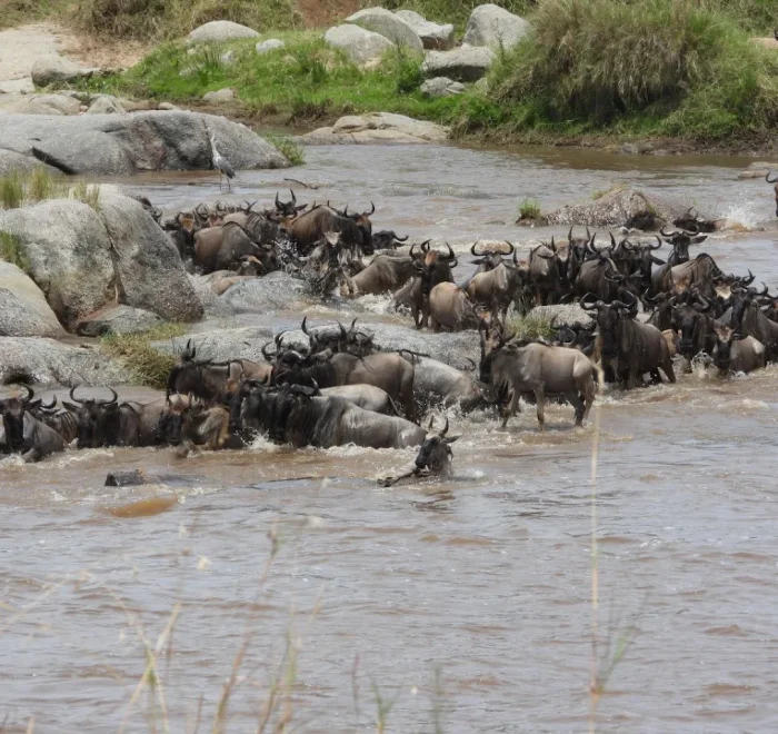 Serengeti