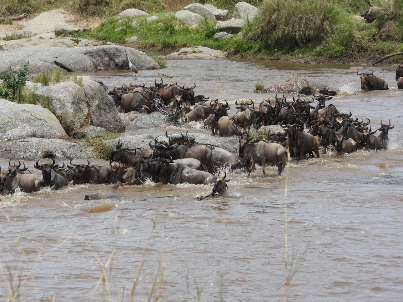 migration Serengeti