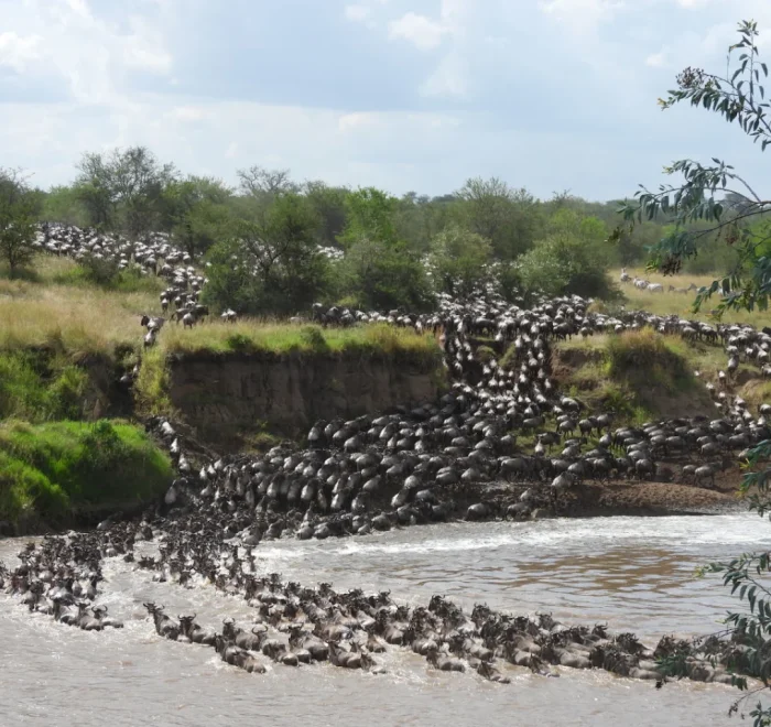 Tanzania safari