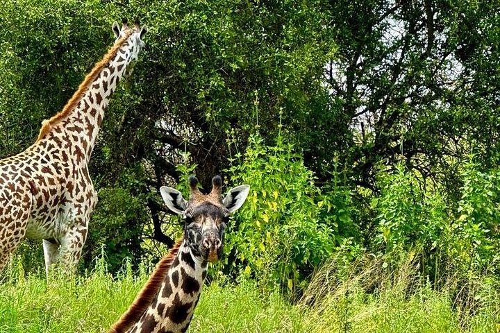 Arusha national park