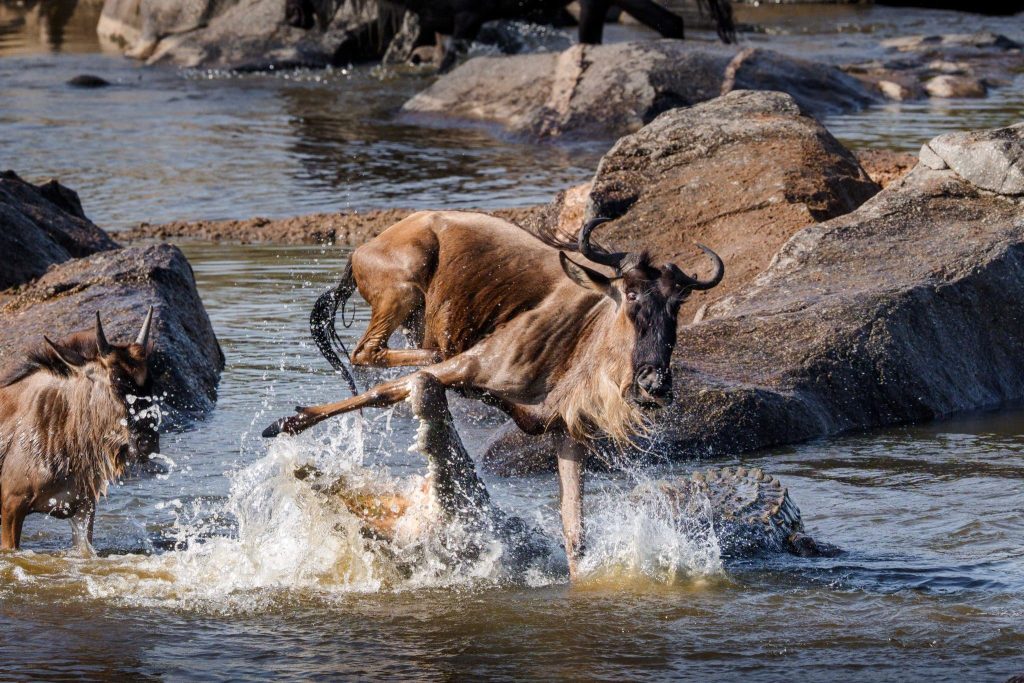 serenget national park