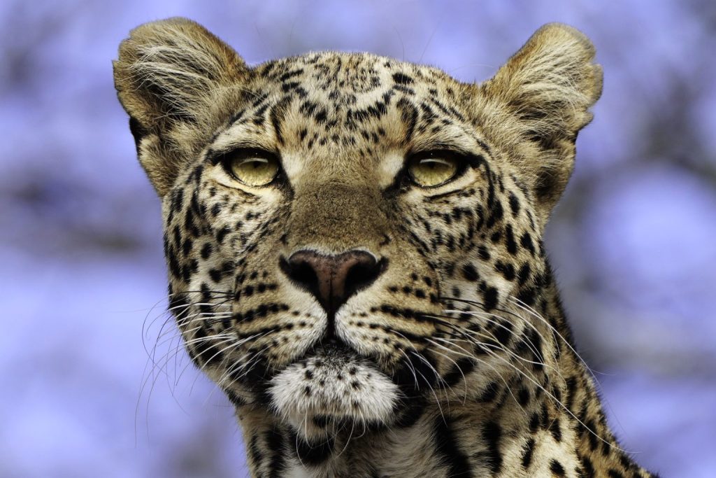 Photographic safari