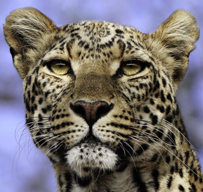 Photographic safari