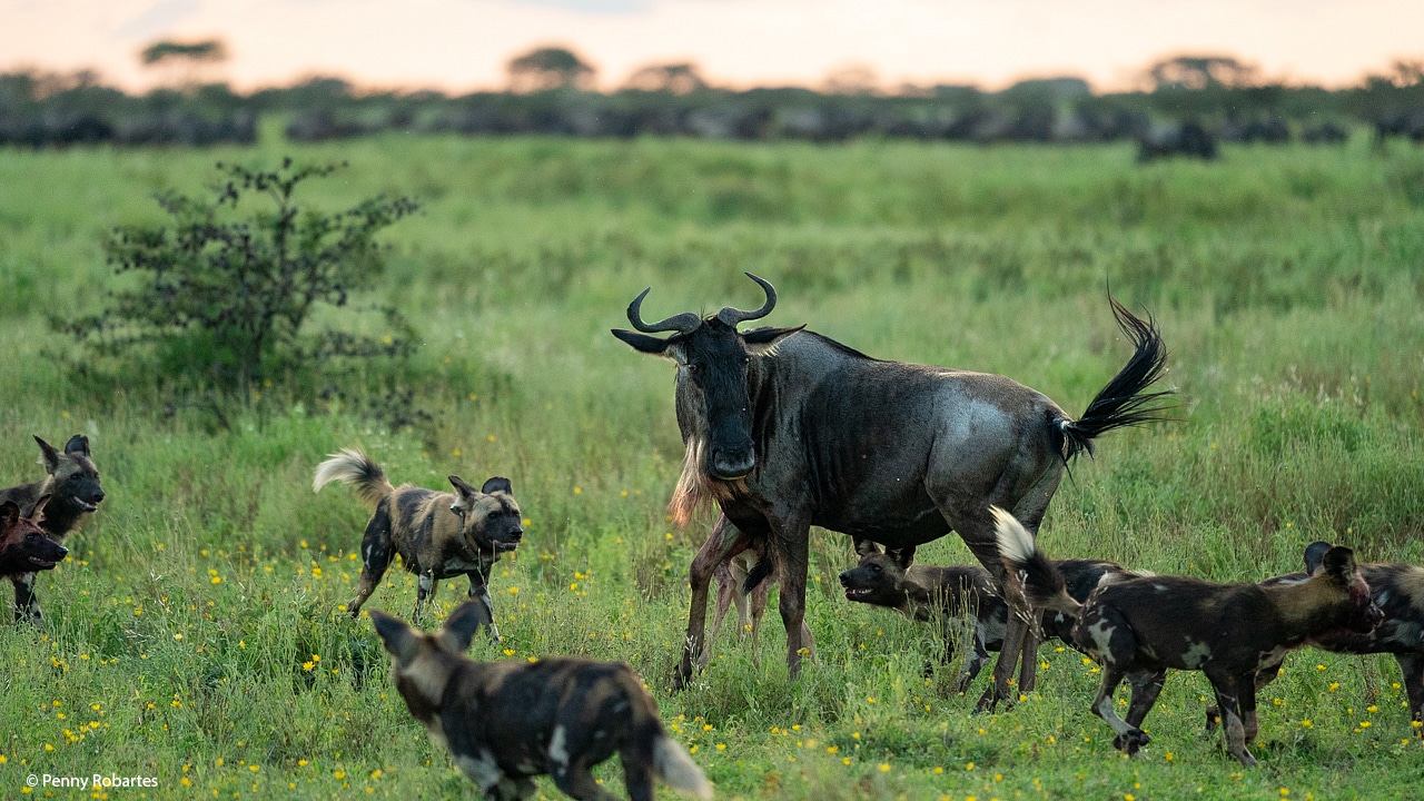 Tanzania adventure tours