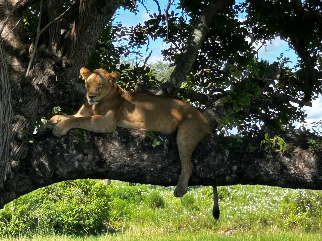 Tanzania safari